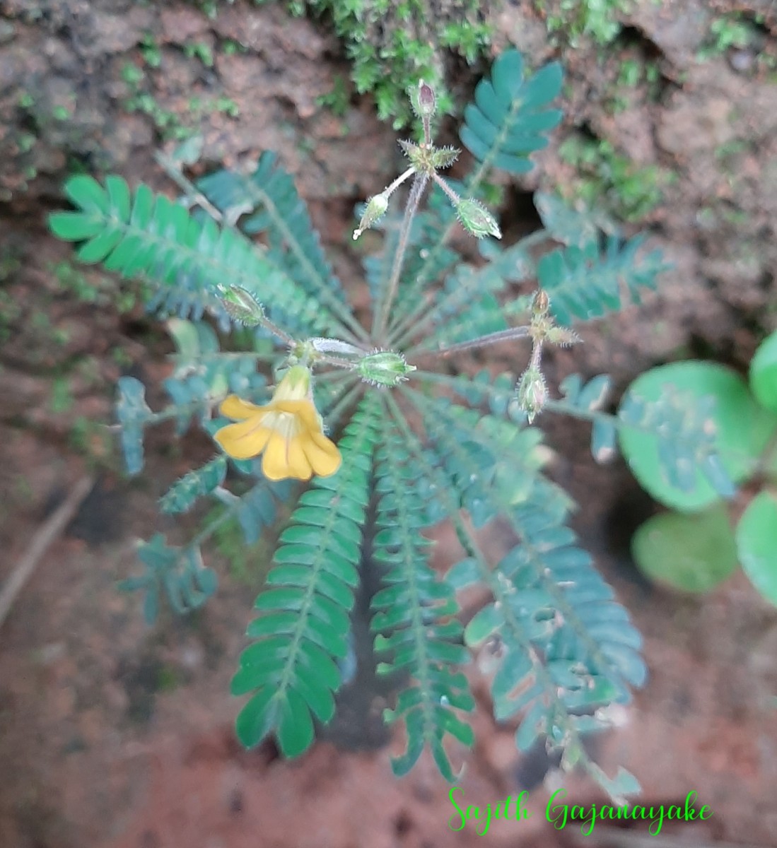 Biophytum reinwardtii (Zucc.) Klotzsch